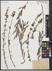 Foto von Salix purpurea L.